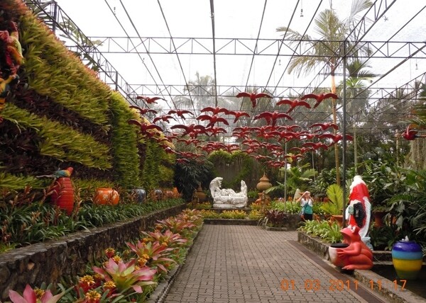 泰国植物园图片