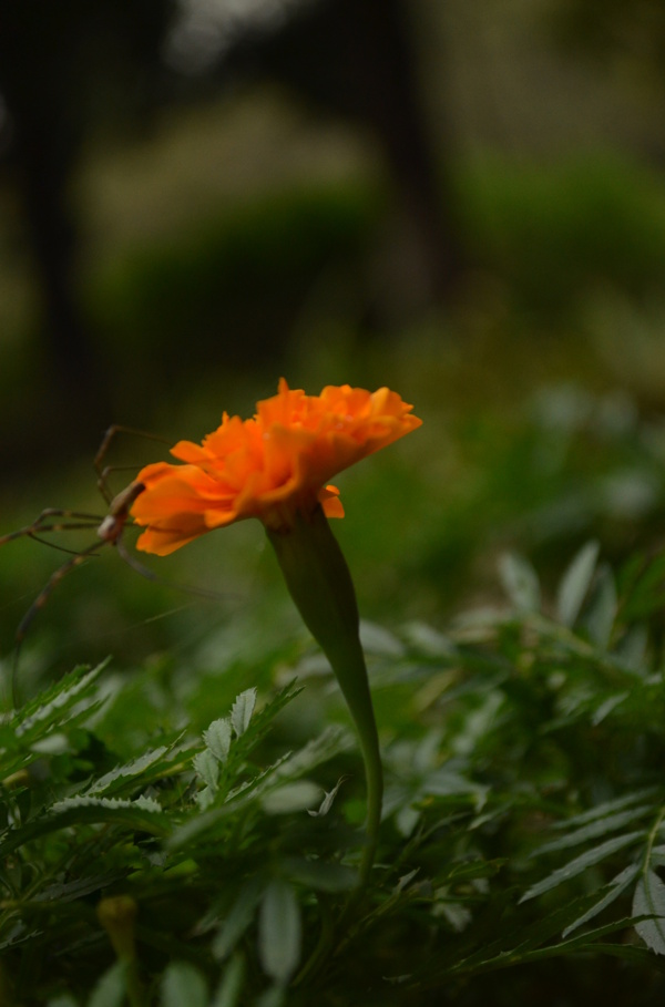 孔雀草圖片