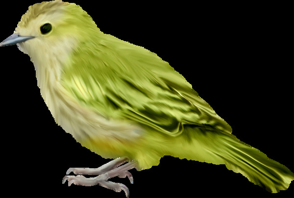 绿色翅膀小鸟图片免抠png透明图层素材