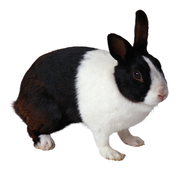 家禽兔子動物圖片
