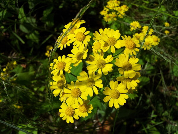 小花圖片