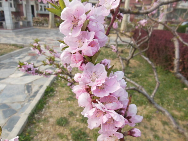 梅花圖片