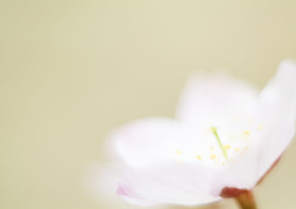 夢幻鮮花背景素材圖片