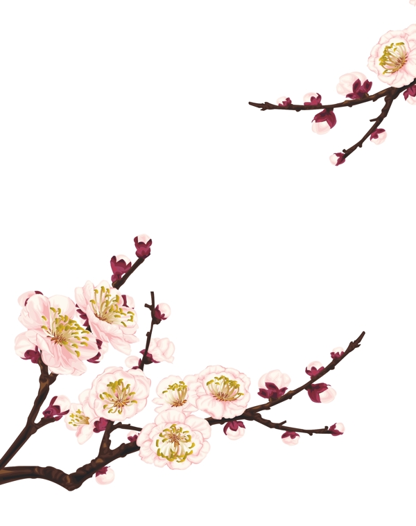 平面設(shè)計矢量臘梅素材