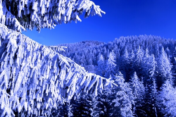 冬天森林风景