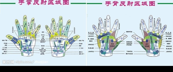 手反射區(qū)域圖圖片