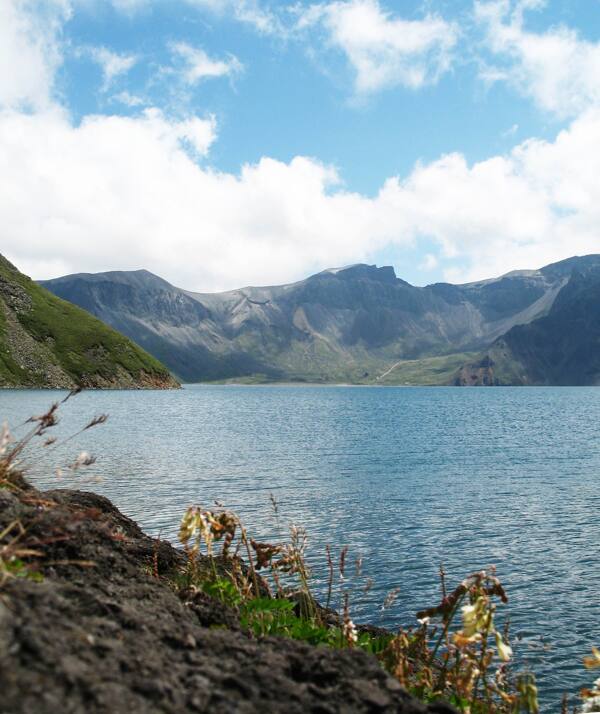樹植物水風(fēng)景