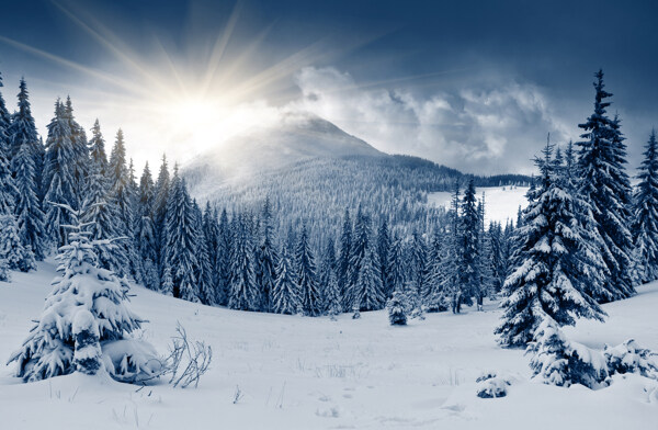 朝阳下的高山树林和雪地图片
