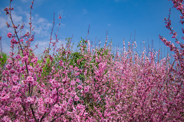 春天户外蓝天白云树林粉色海棠花图片