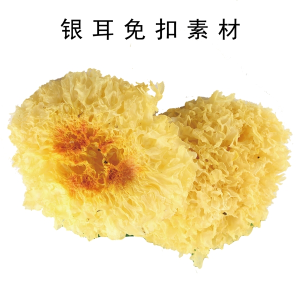 銀耳免扣素材