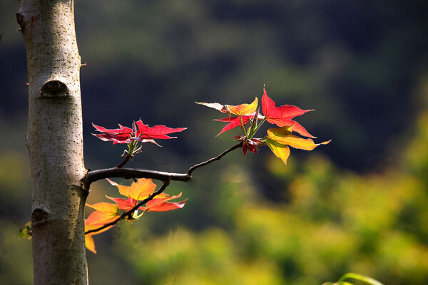 紅楓