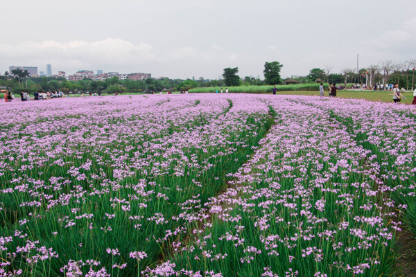 花海