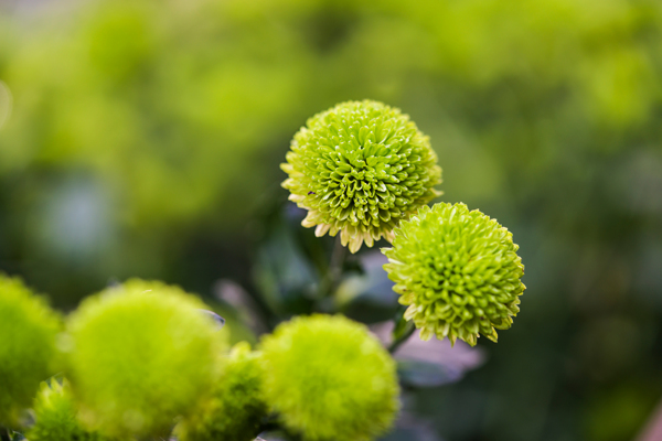 綠菊花
