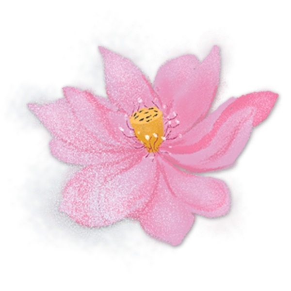 粉色莲藕花朵植物免抠图