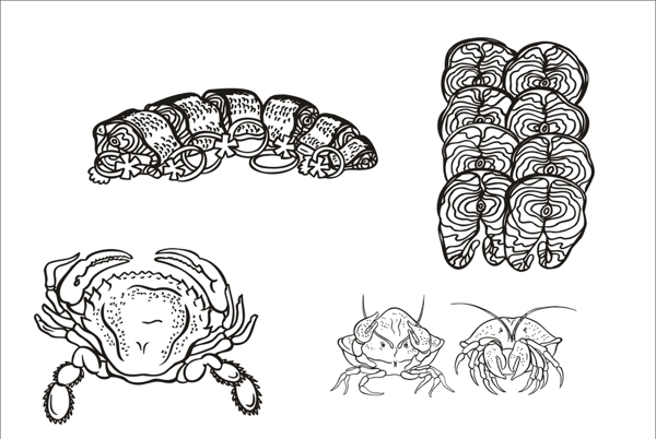 手绘线描螃蟹