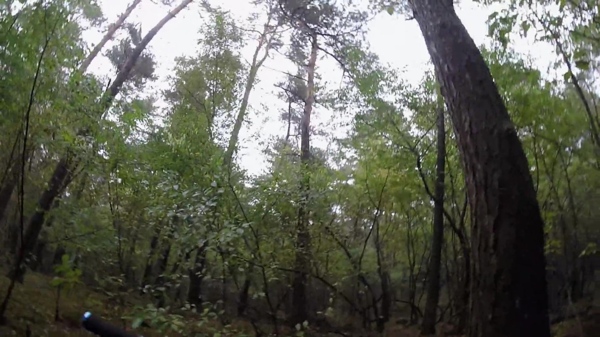 自然树林风景视频
