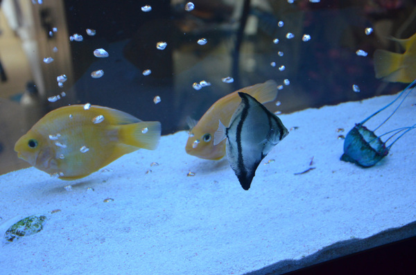 魚海底魚熱帶魚圖片