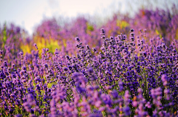 薰衣草紫色花卉图片