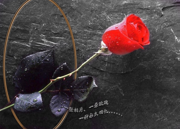 玫瑰有約圖片
