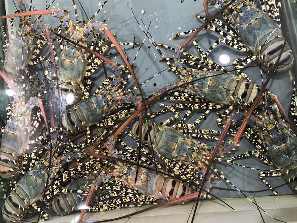 澳洲龍蝦
