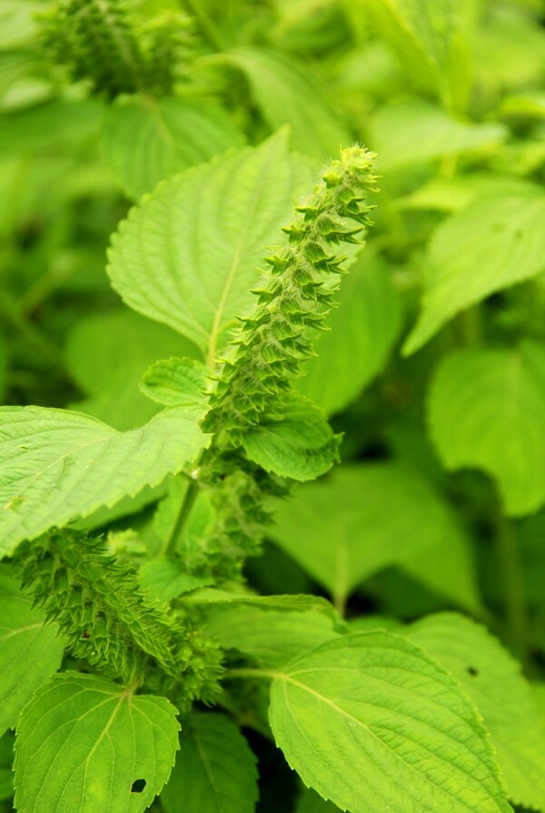 綠色植物