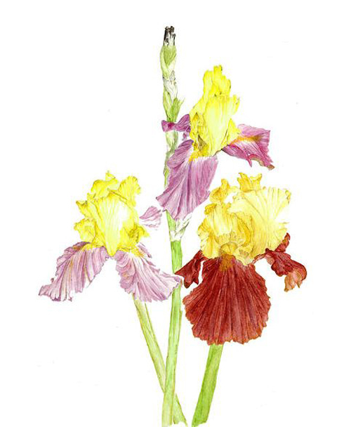 位圖植物寫意花卉花朵野花免費(fèi)素材