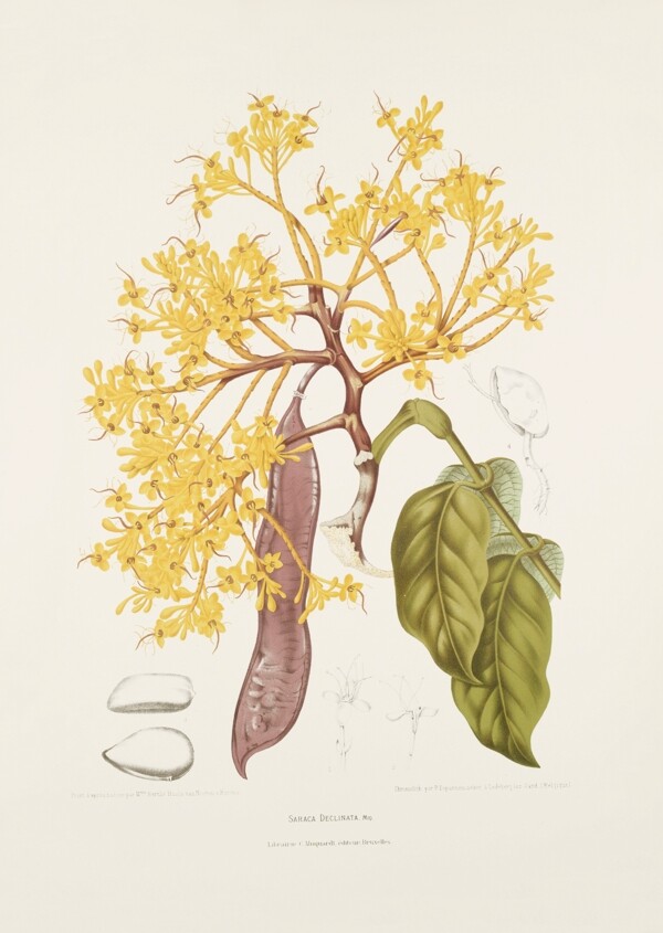果實花鳥插畫