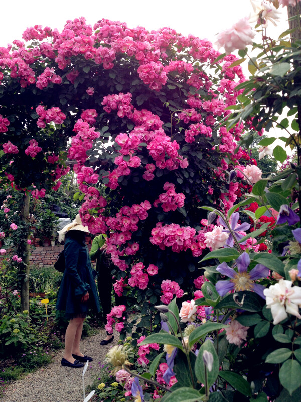 薔薇