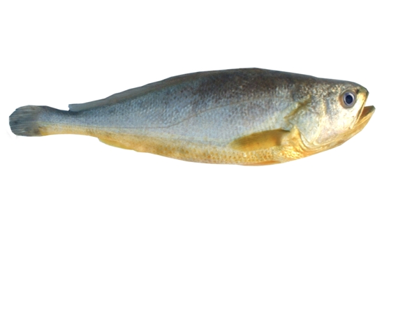黃魚圖片