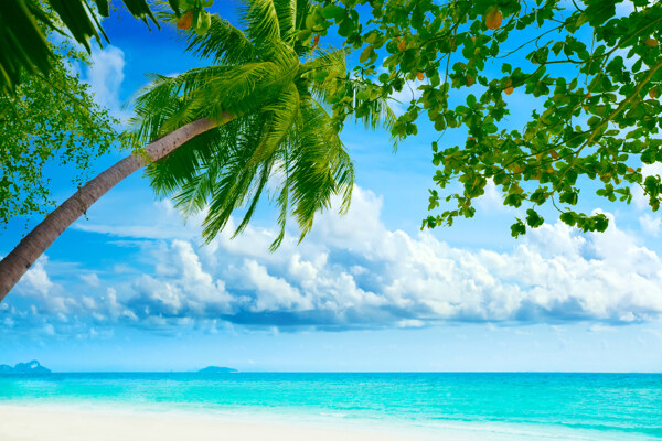椰树海景图图片