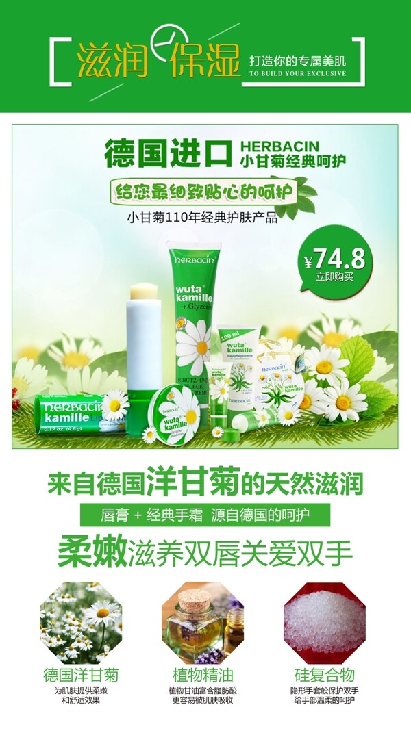 德國洋甘菊