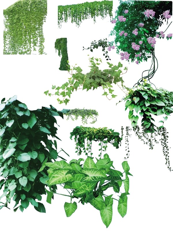 绿藤植物