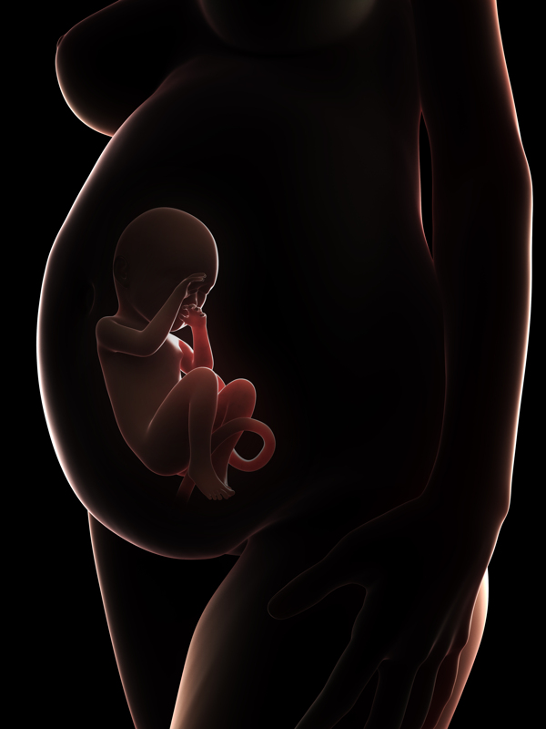 肚子中成形的胎儿图片