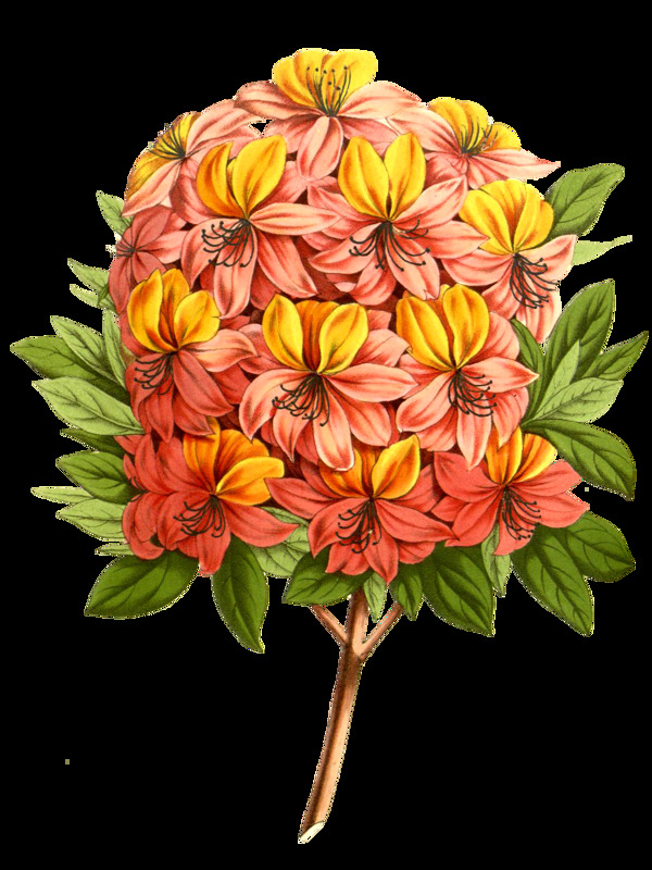 黃粉花蕊卡通透明素材