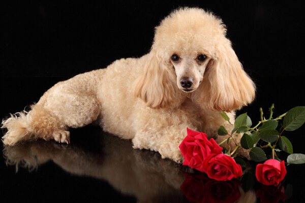 趴着的狗和红色玫瑰花