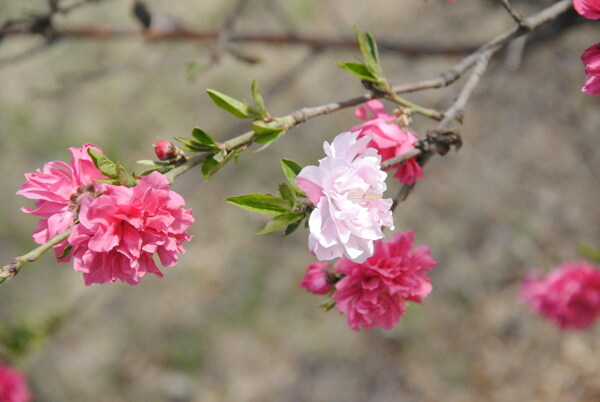 桃花圖片