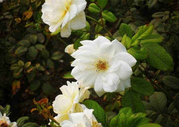 白花圖片