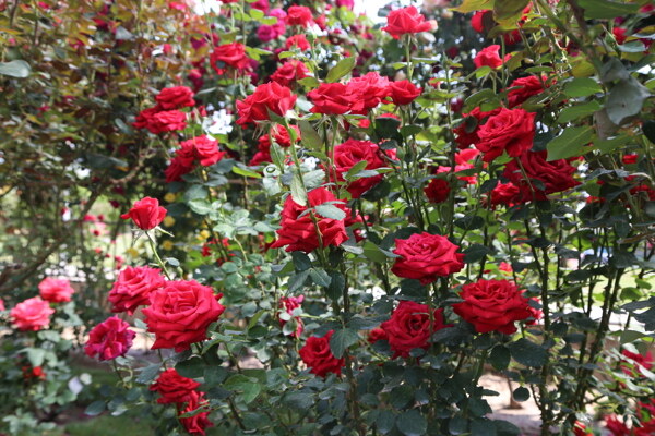 月季花