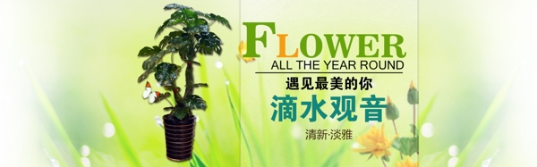 花卉盆景banner