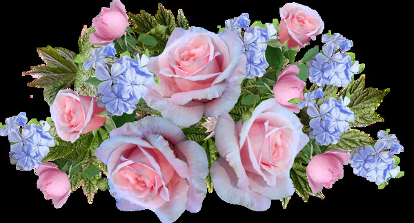 玫瑰花鲜花PNG带透明通道8k