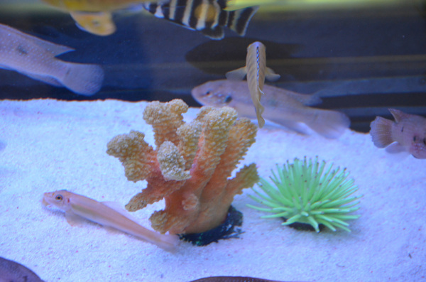 魚海底魚熱帶魚圖片