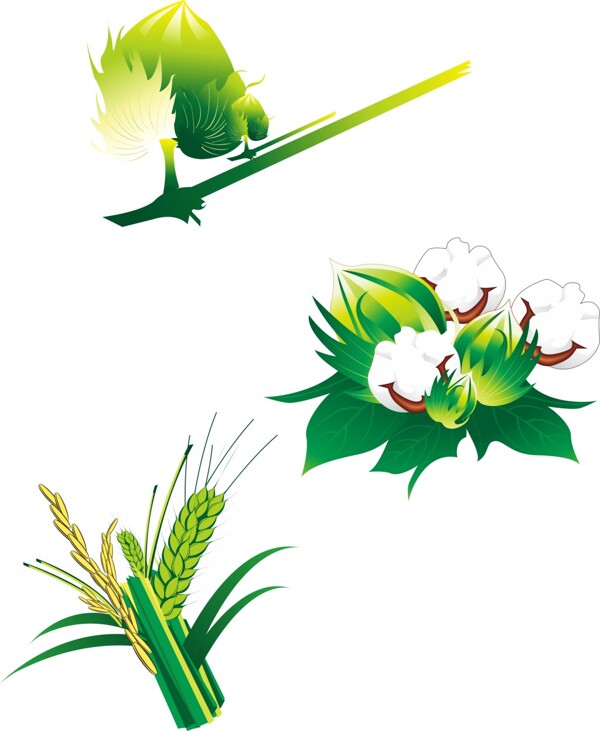 棉花水稻