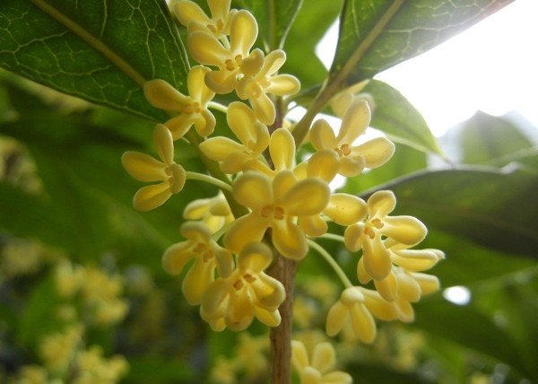 桂花圖片