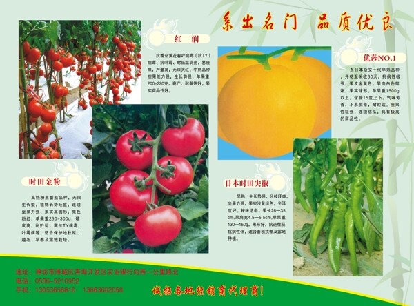 蔬菜宣传单图片
