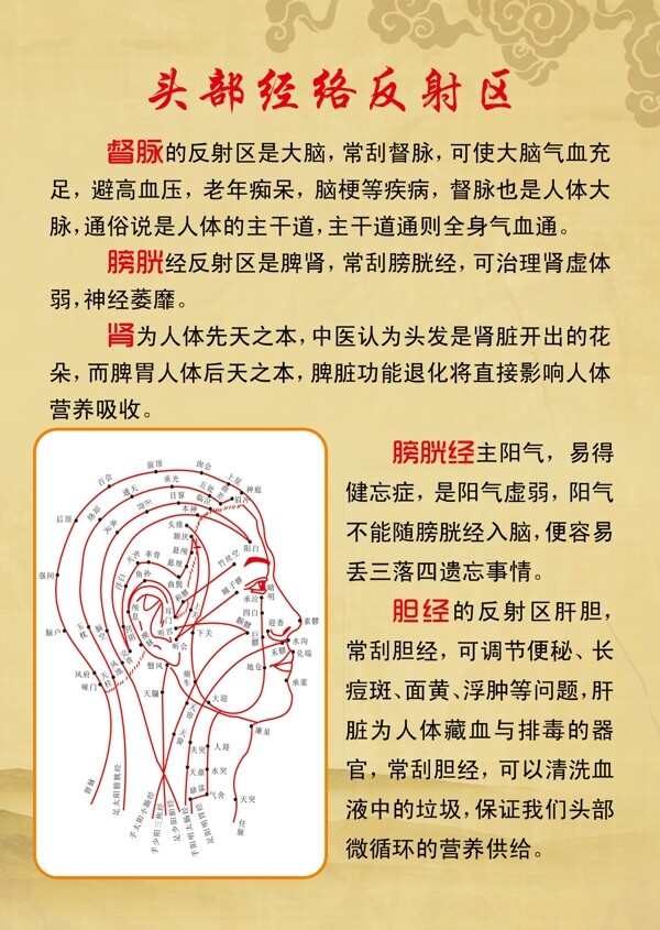 頭部經(jīng)脈反射區(qū)