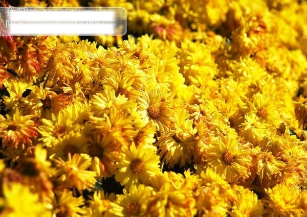 貢菊