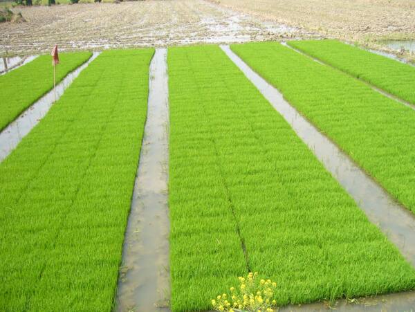 秧苗田地圖片