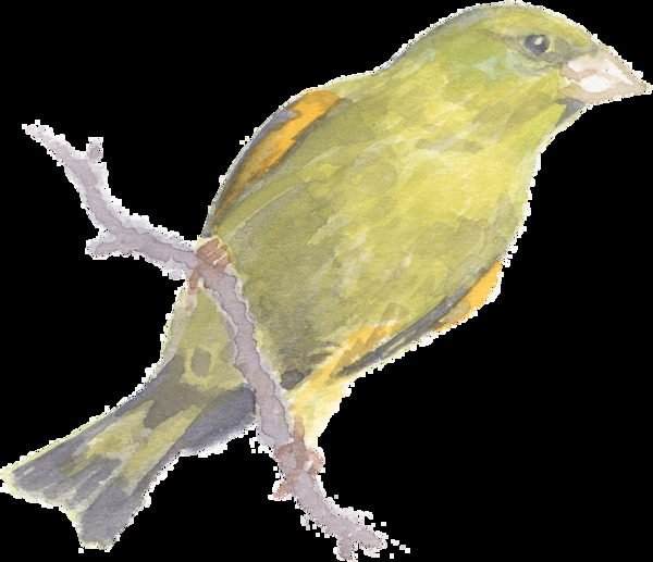 站在树干上的黄色小鸟水彩透明素材