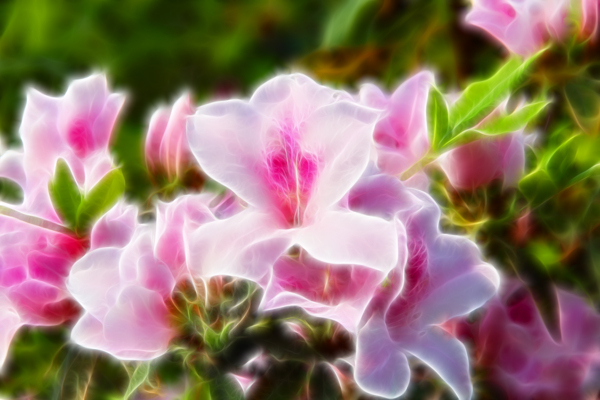 桃花素材