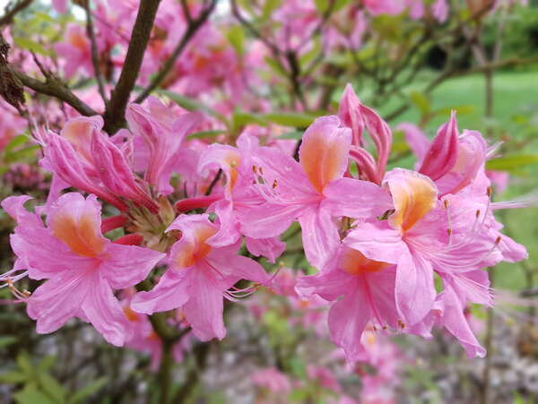 杜鵑花